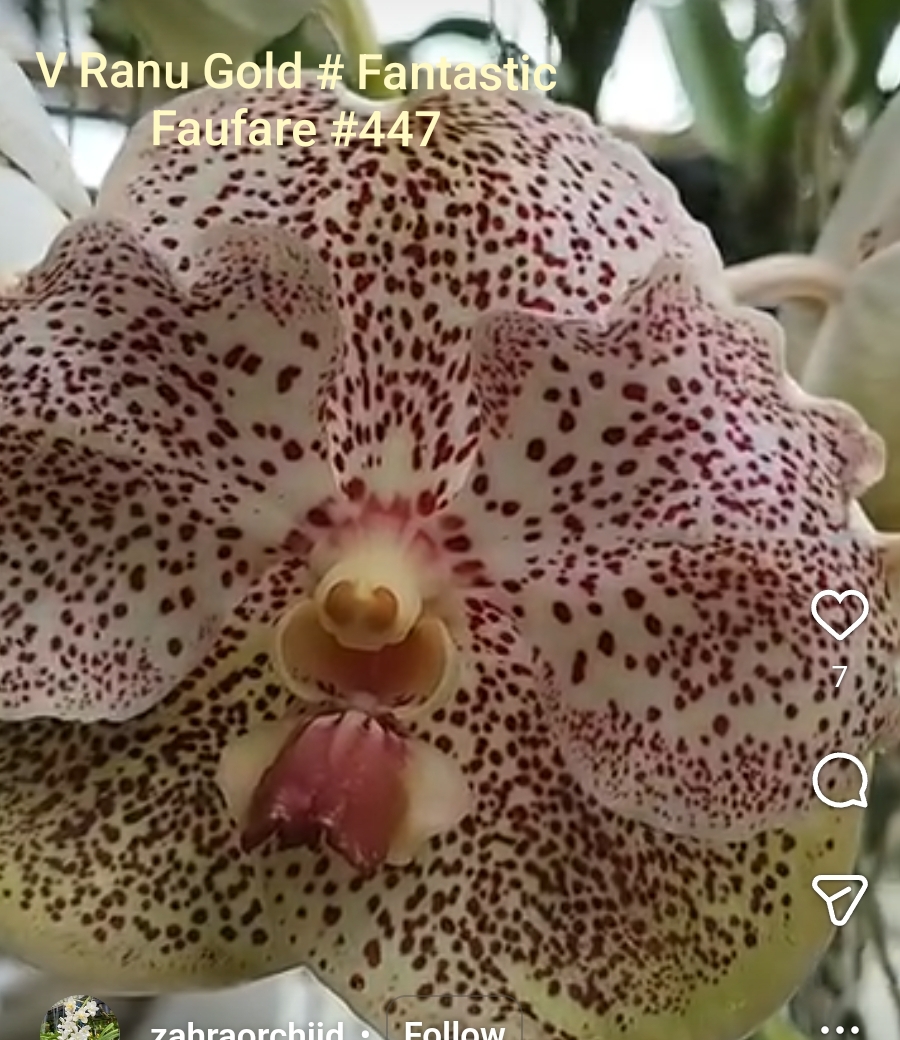 Vanda Blooming stage