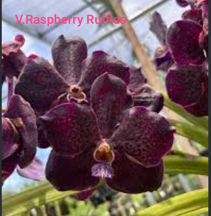 Vanda Blooming Stage