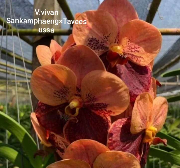 Vanda Blooming Stage