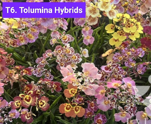Tolumina Blooming Stage image 1