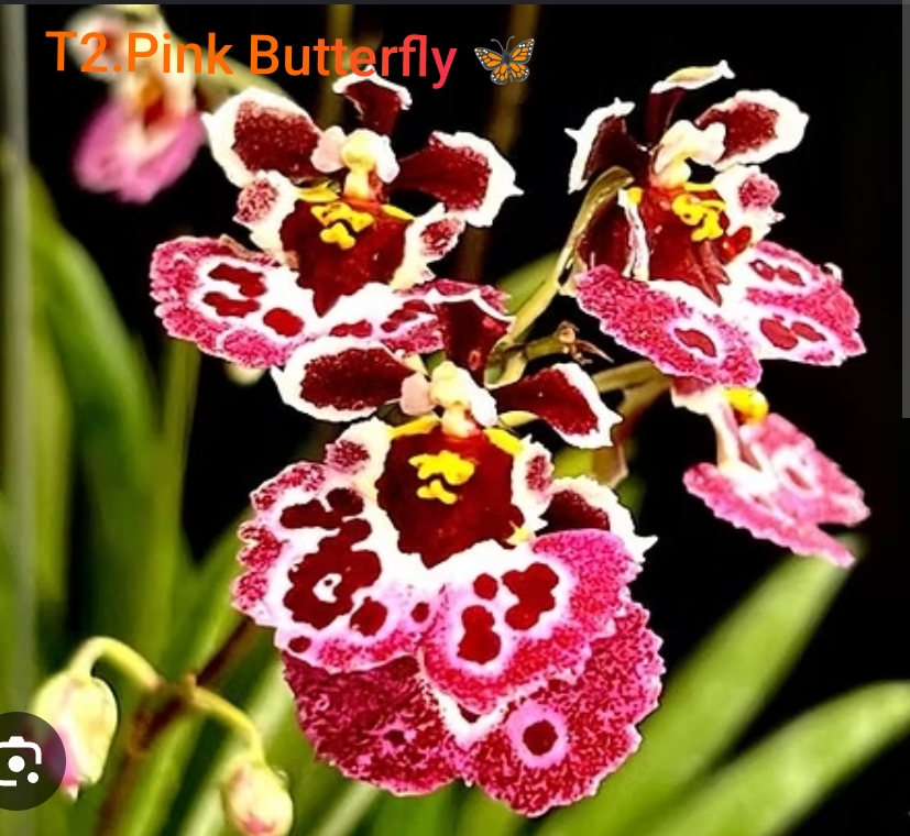 Tolumina Blooming Stage image 1