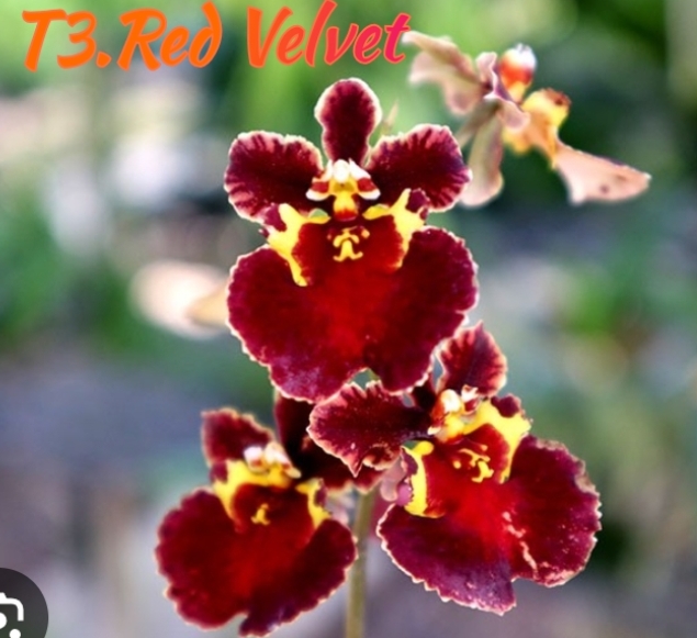 Tolumina Blooming Stage image 1