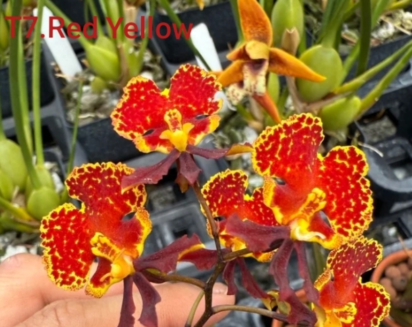Tolumina Blooming Stage image 1