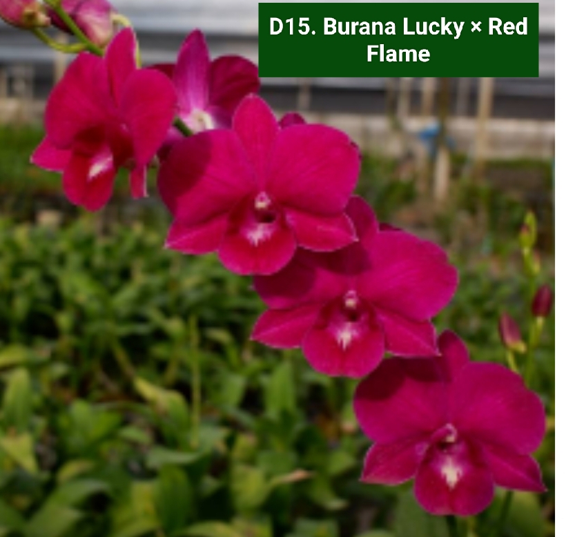 Dendrobium Blooming Stage image 1