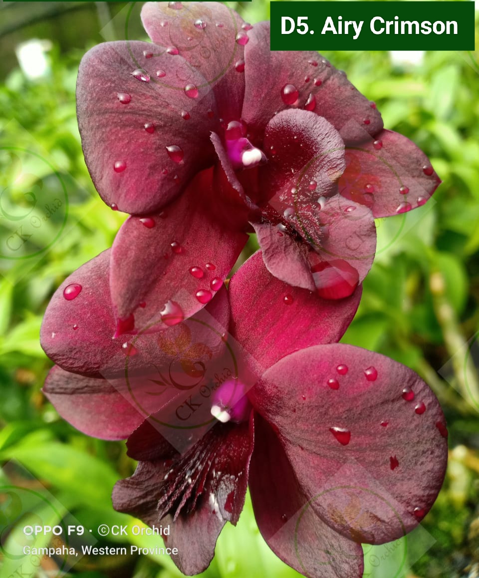 Dendrobium Blooming Stage image 1