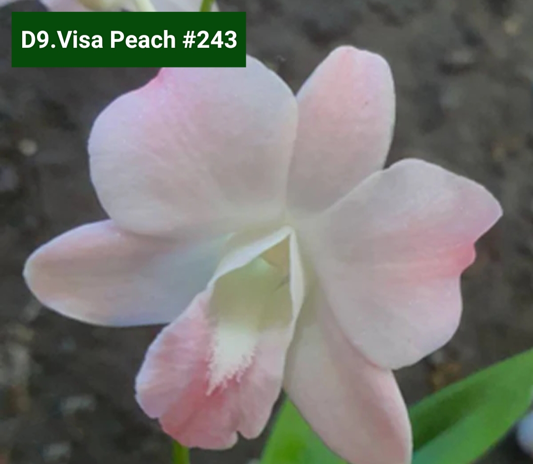 Dendrobium Blooming Stage image 1