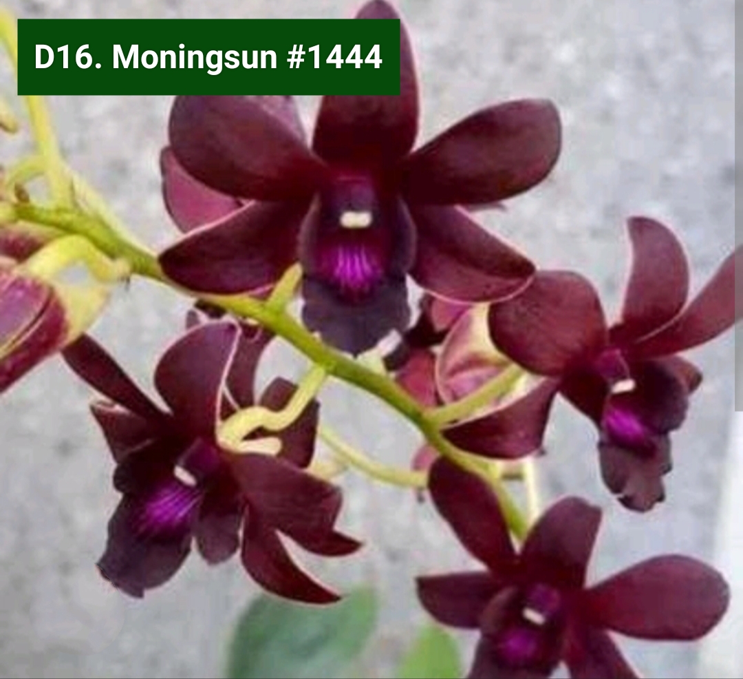 Dendrobium Blooming Stage image 1
