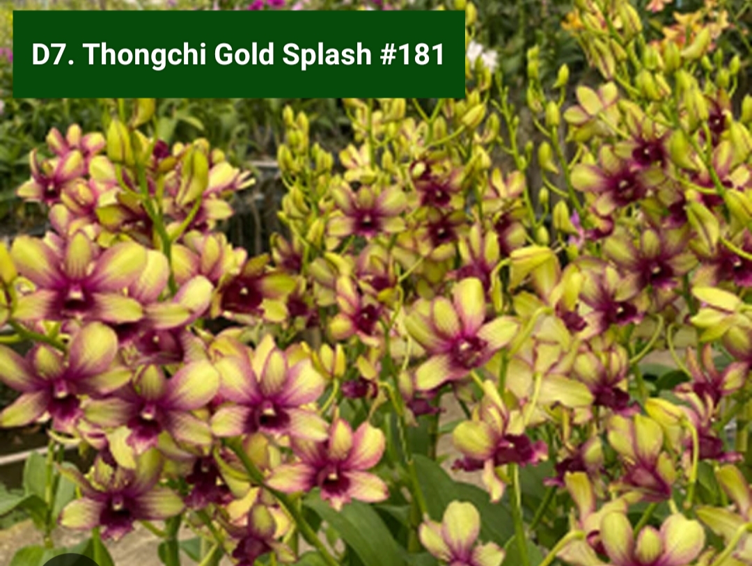Dendrobium Blooming Stage image 1