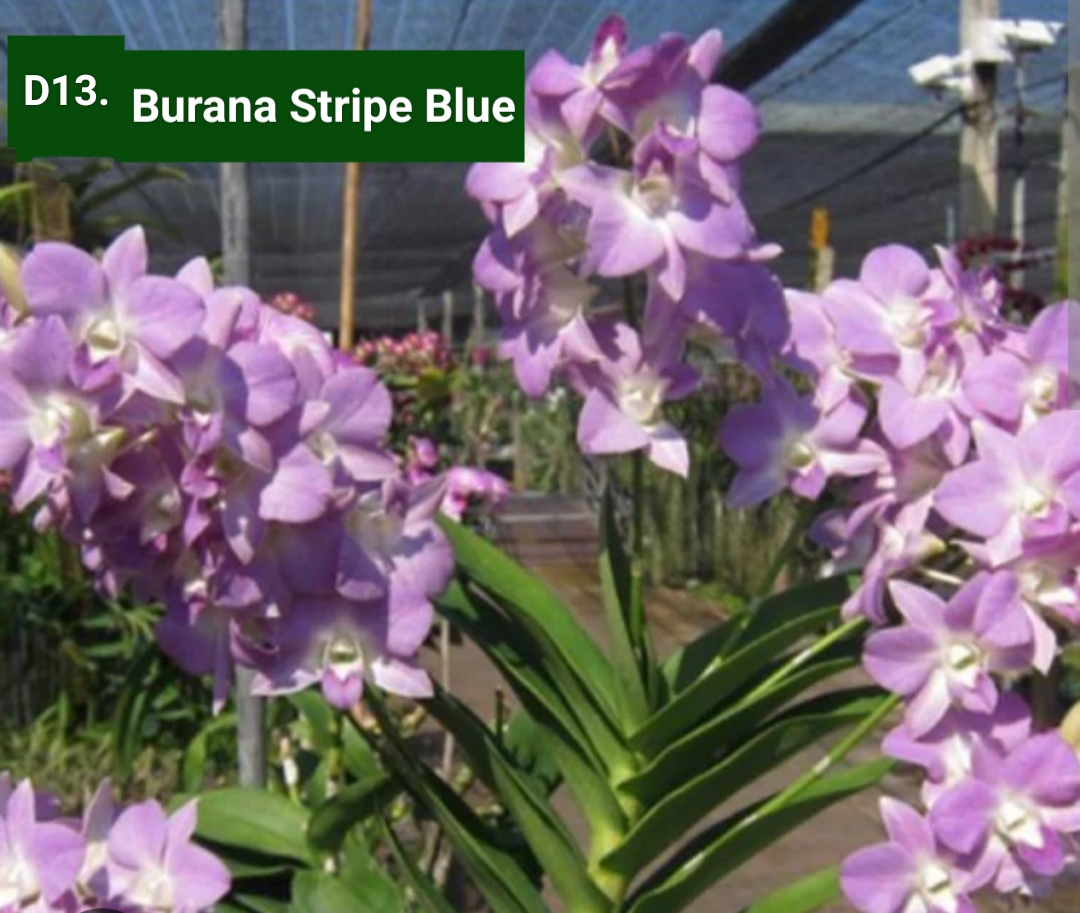 Dendrobium Blooming Stage image 1