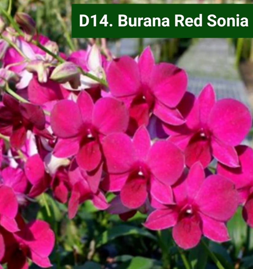 Dendrobium Blooming Stage image 1