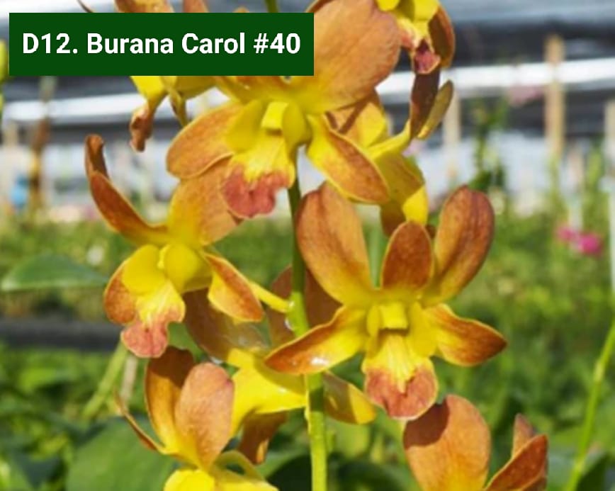 Dendrobium Blooming Stage image 1