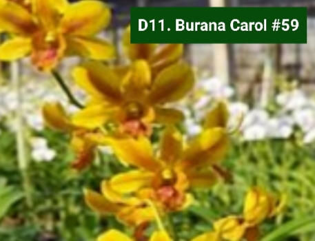 Dendrobium Blooming Stage image 1
