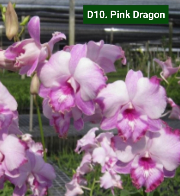 Dendrobium Blooming Stage image 1