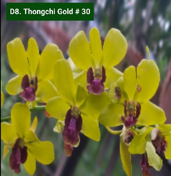Dendrobium Blooming Stage image 1