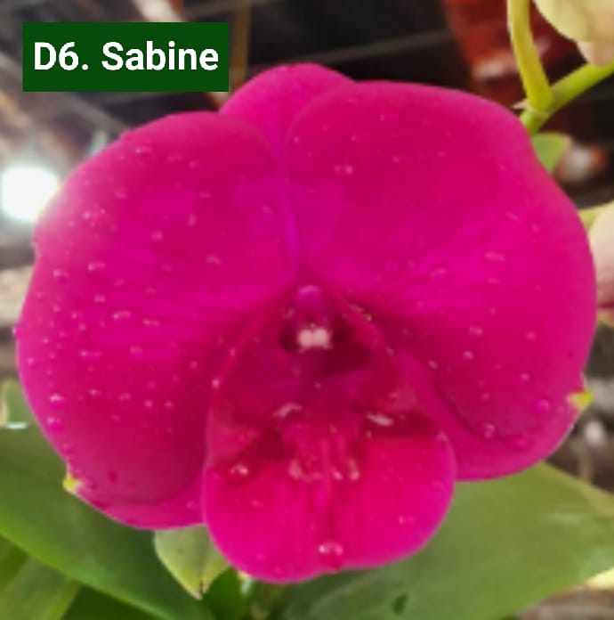 Dendrobium Blooming Stage image 1