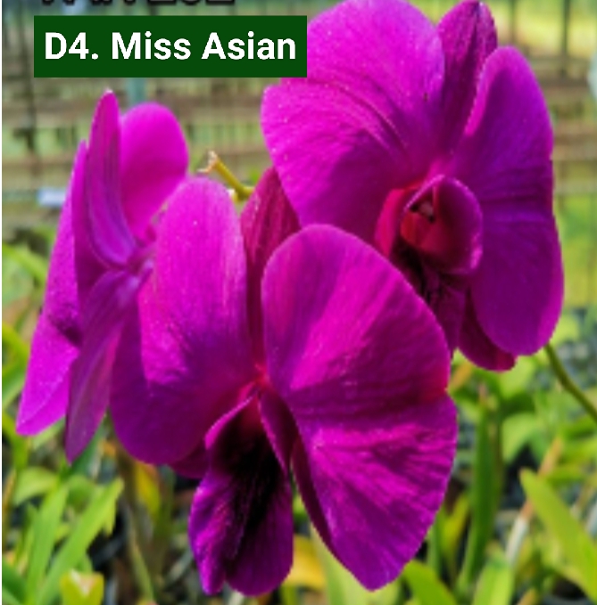 Dendrobium Blooming Stage image 1