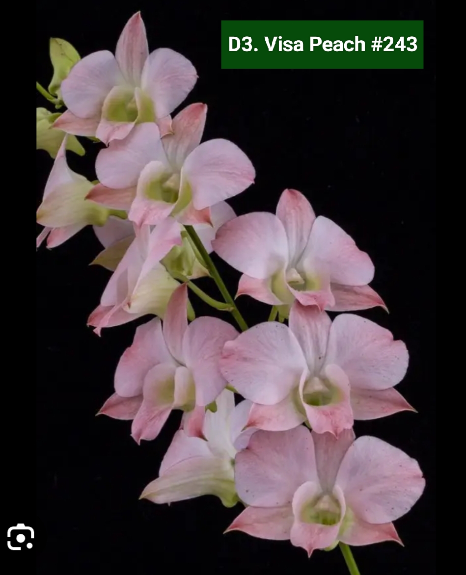 Dendrobium Blooming Stage image 1