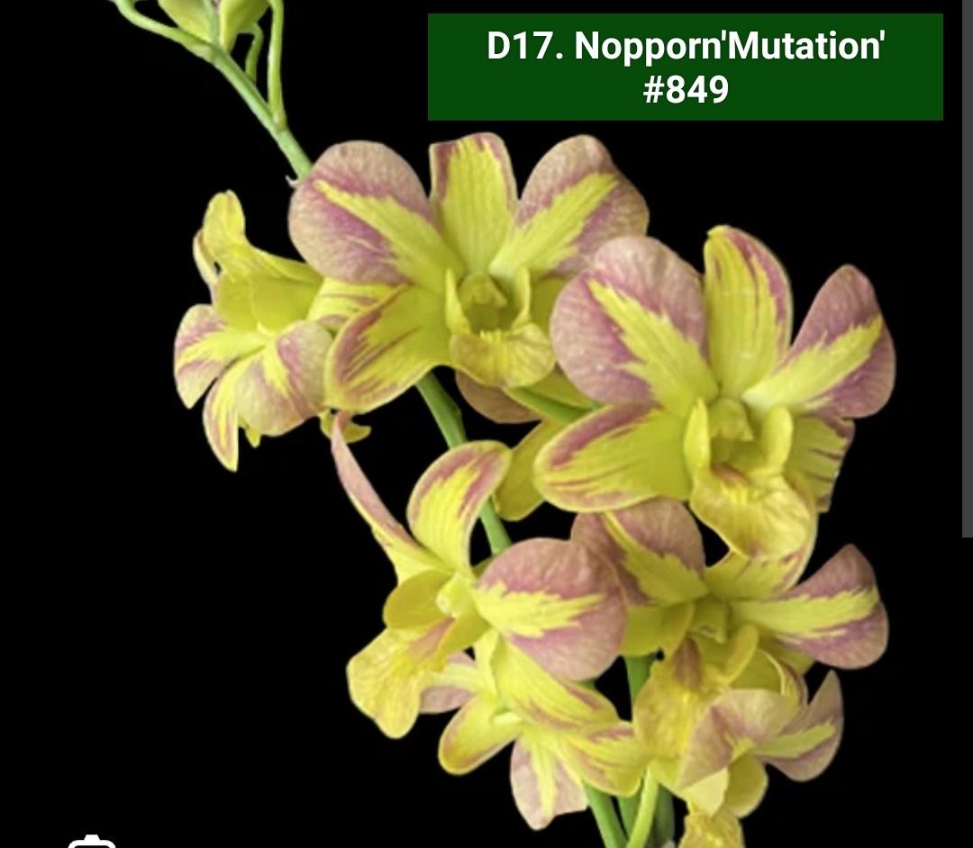 Dendrobium Blooming Stage image 1