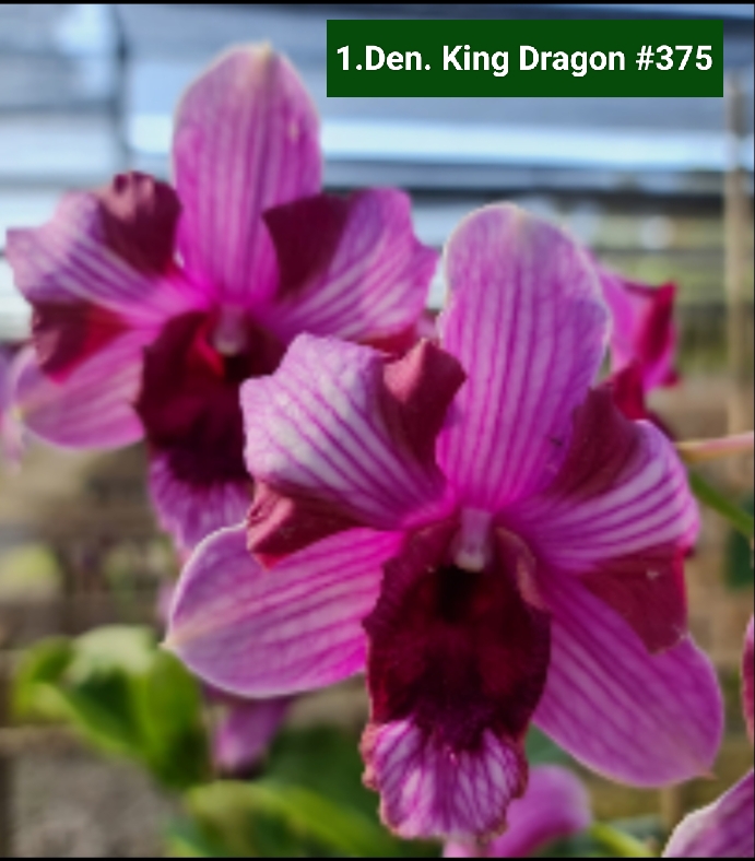 Dendrobium Blooming Stage image 1