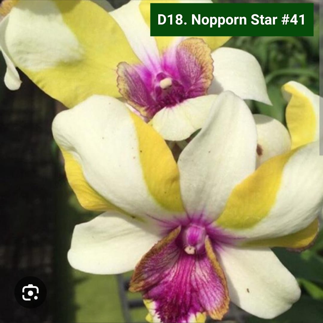 Dendrobium Blooming Stage image 1