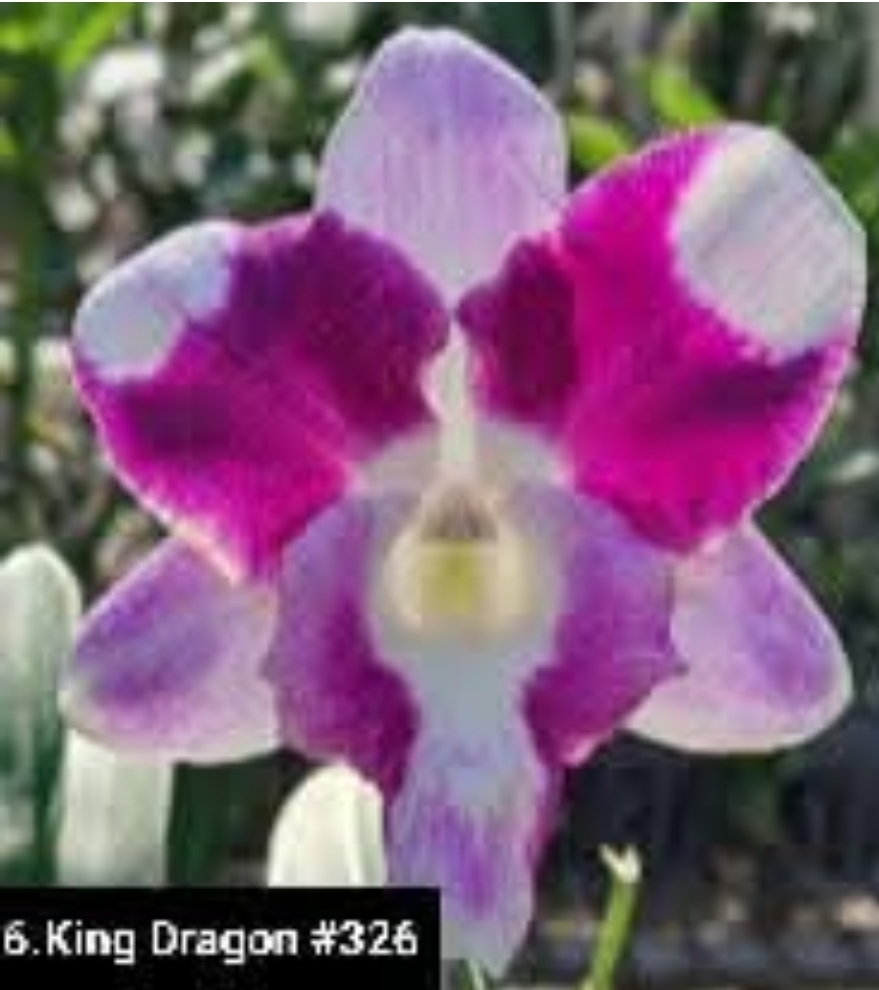 Dendrobium Blooming Stage image 1