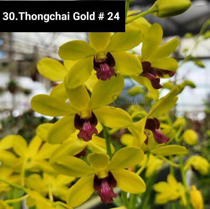 Dendrobium Blooming Stage image 1