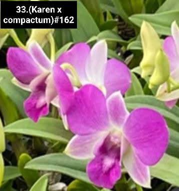 Dendrobium Blooming Stage image 1