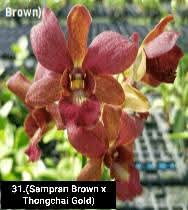 Dendrobium Blooming Stage image 1