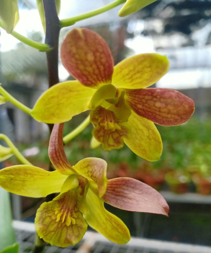 Dendrobium Blooming Stage image 1