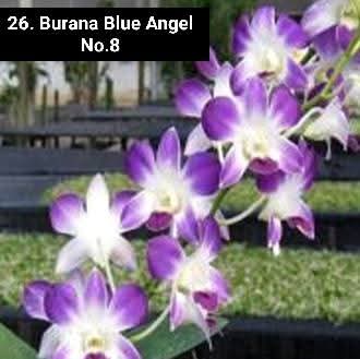 Dendrobium Blooming Stage image 1