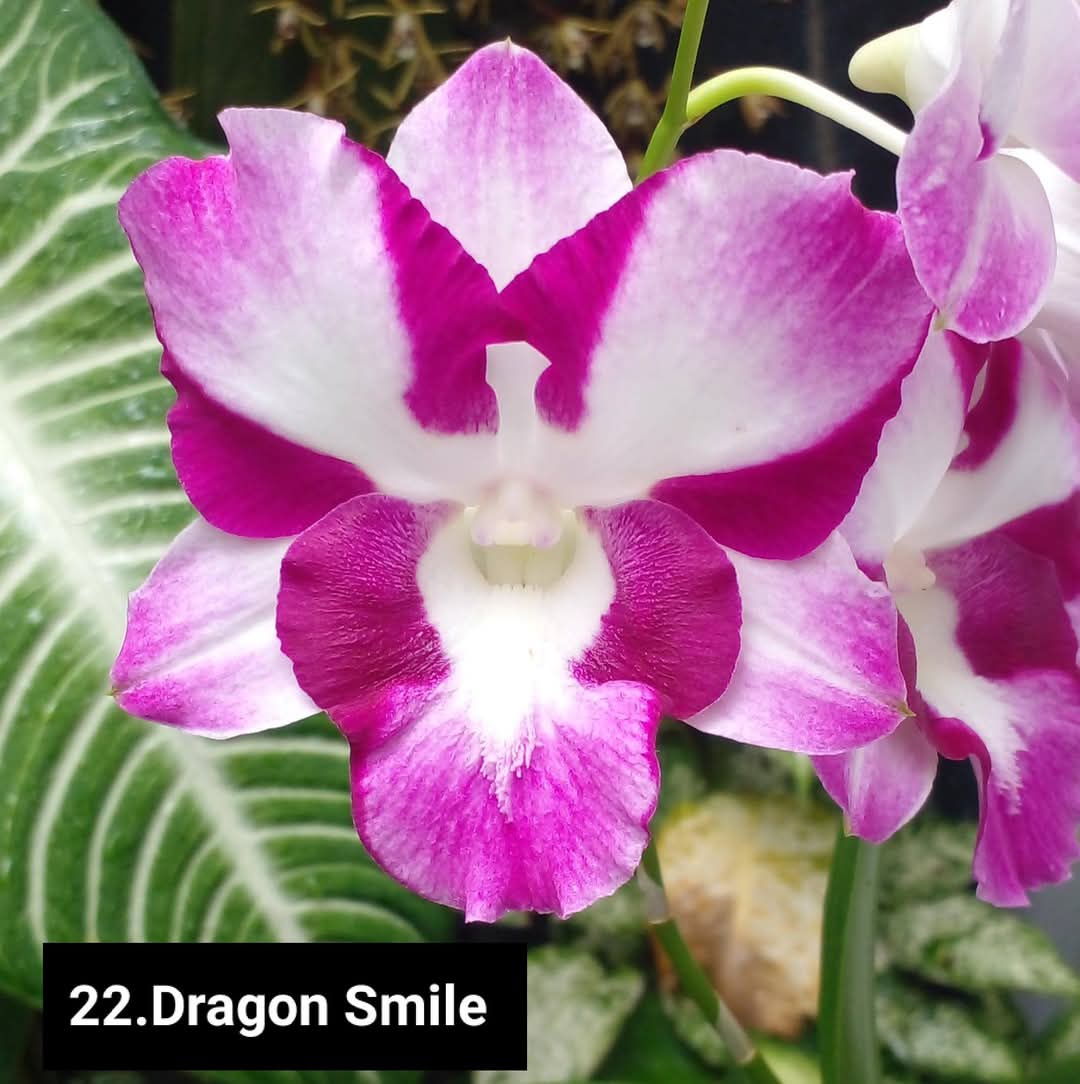 Dendrobium Blooming Stage image 1