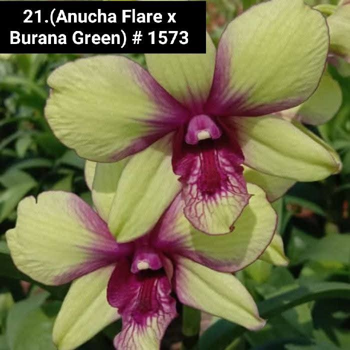 Dendrobium Blooming Stage image 1