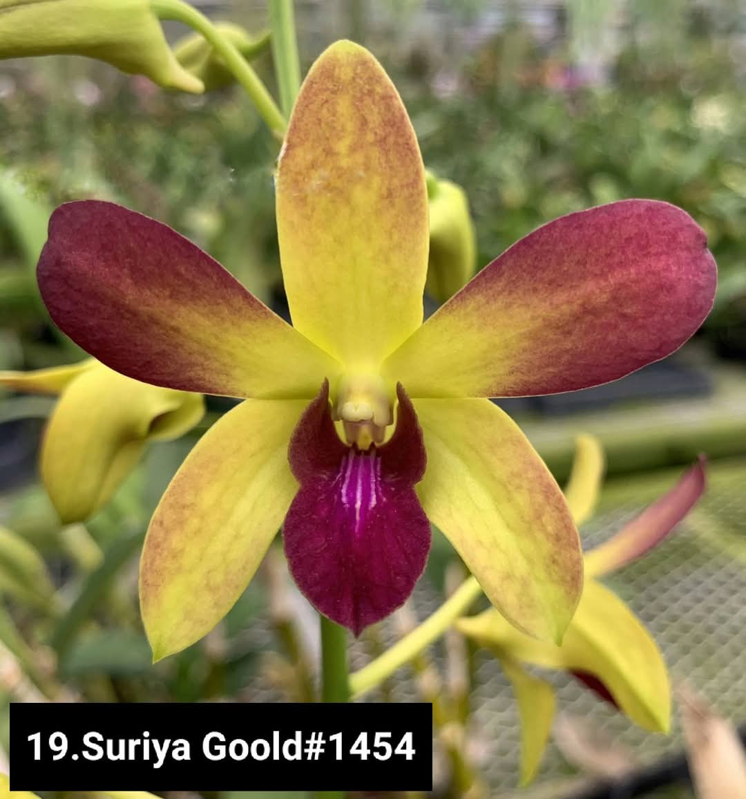 Dendrobium Blooming Stage image 1