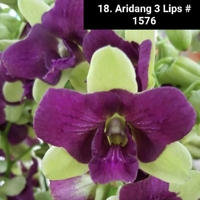 Dendrobium Blooming Stage image 1