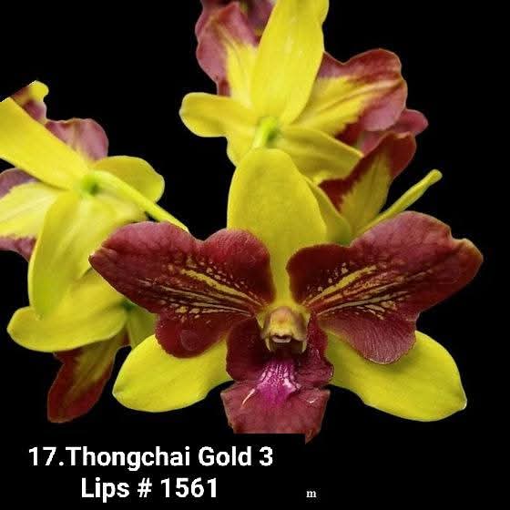 Dendrobium Blooming Stage image 1