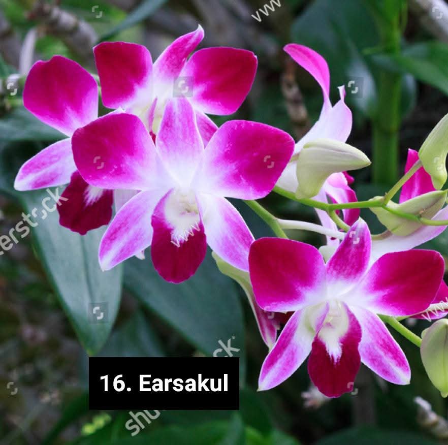 Dendrobium Blooming Stage image 1