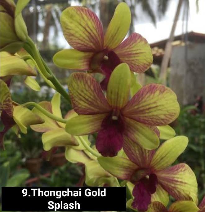 Dendrobium Blooming Stage image 1