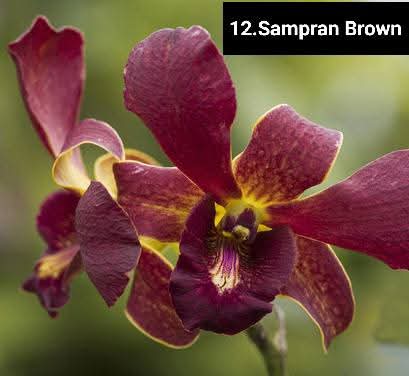 Dendrobium Blooming Stage image 1
