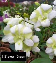 Dendrobium Blooming Stage image 1