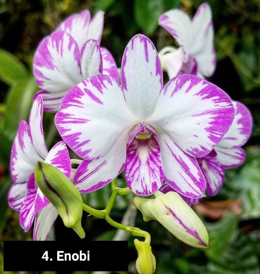 Cattleya Blooming stage image 1