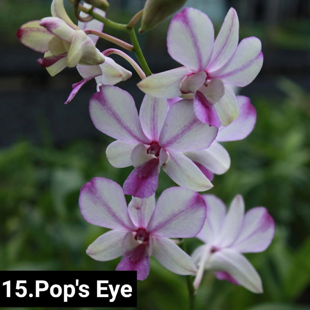 Dendrobium Blooming Stage image 1