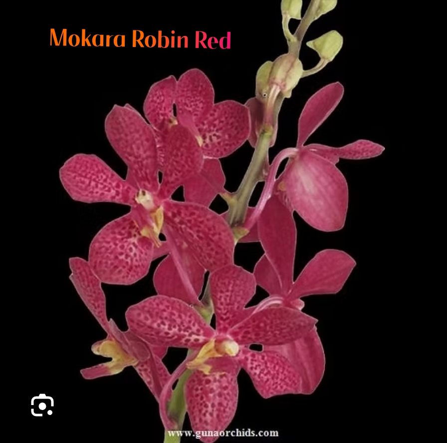 Mokara Blooming Stage image 1