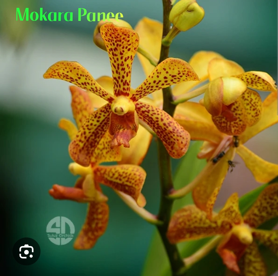 Mokara Blooming Stage image 1