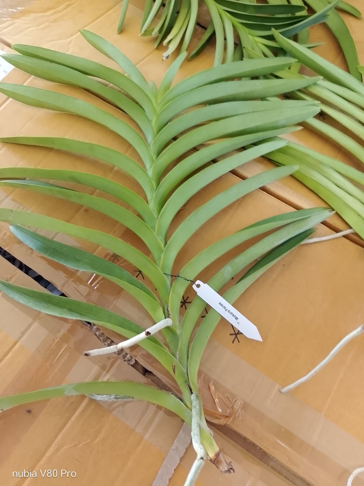 Mokara Blooming Stage image 2