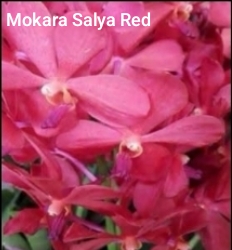 Mokara Blooming Stage image 1
