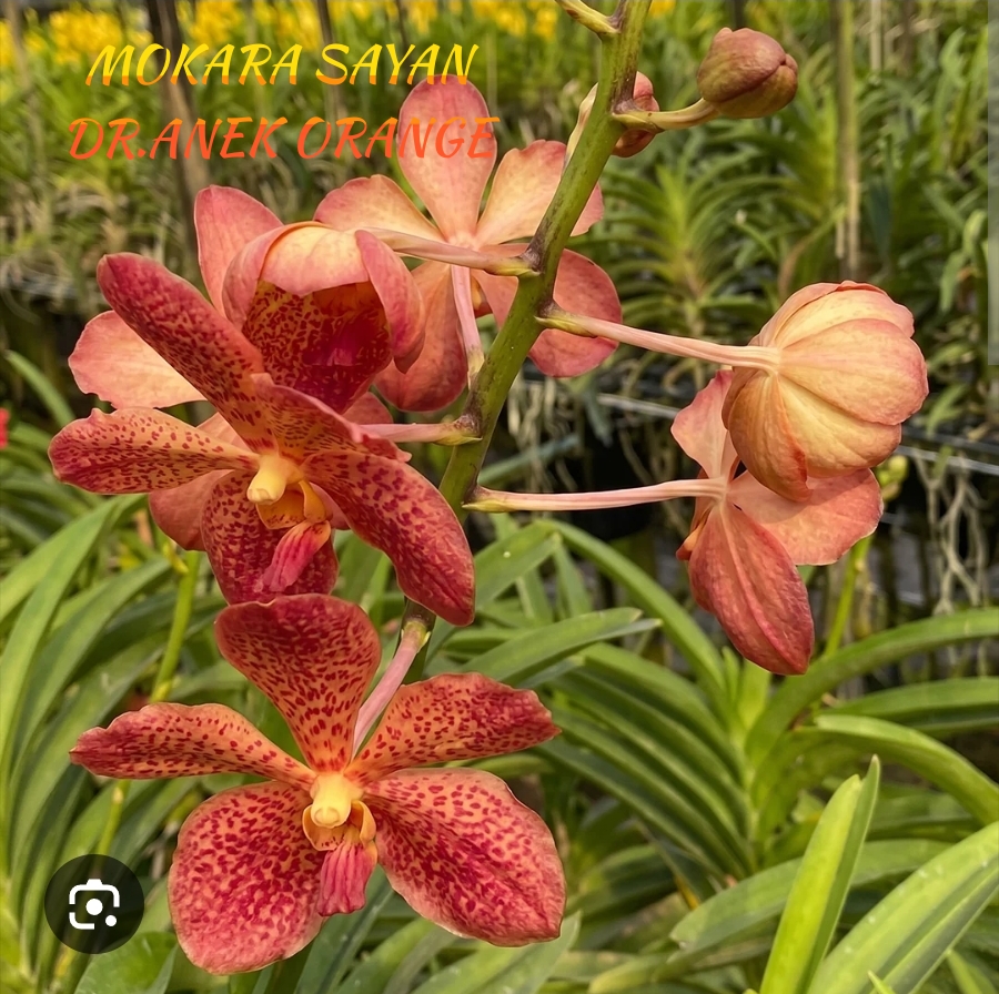 Mokara Blooming Stage image 1