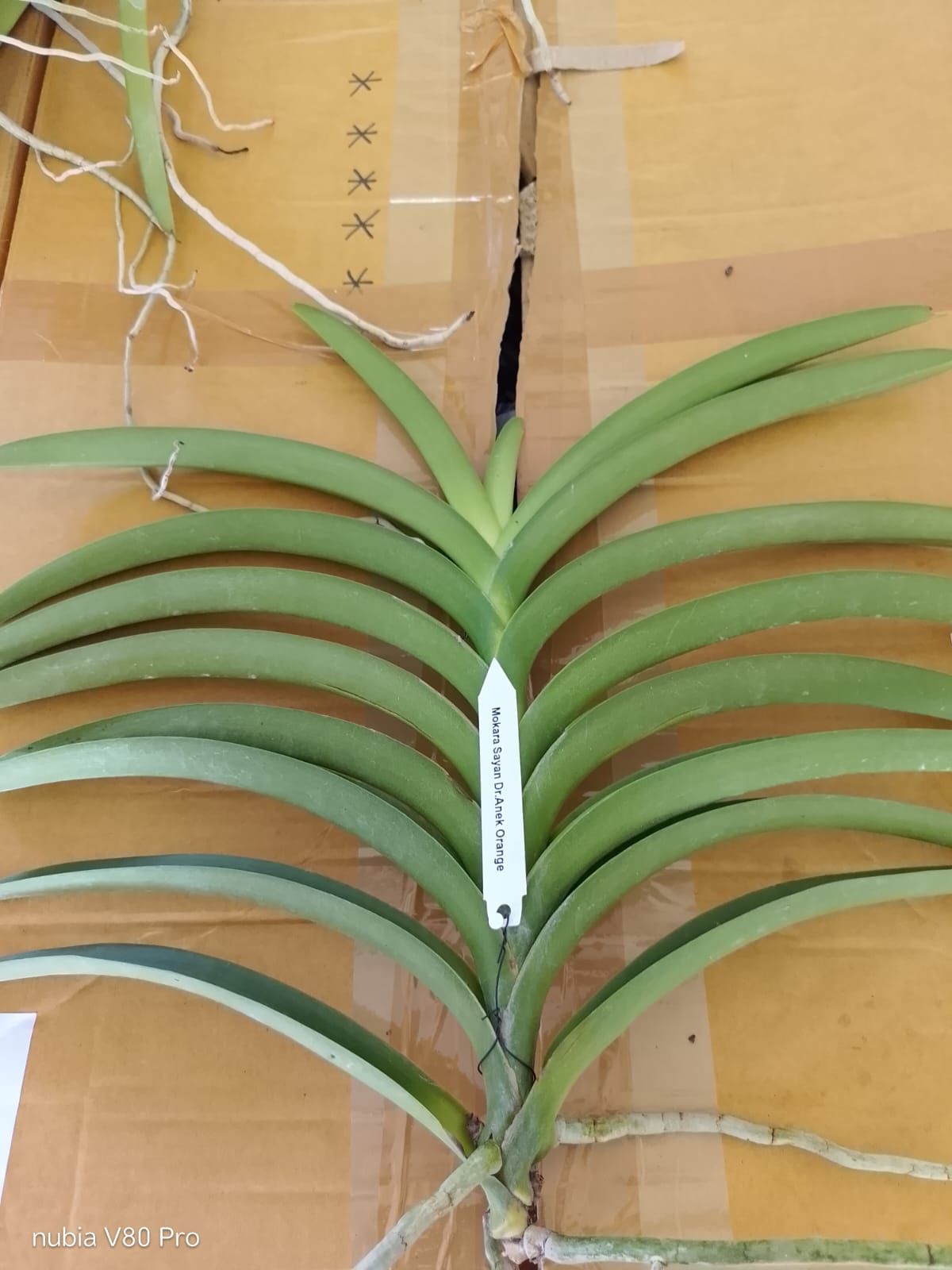 Mokara Blooming Stage image 2