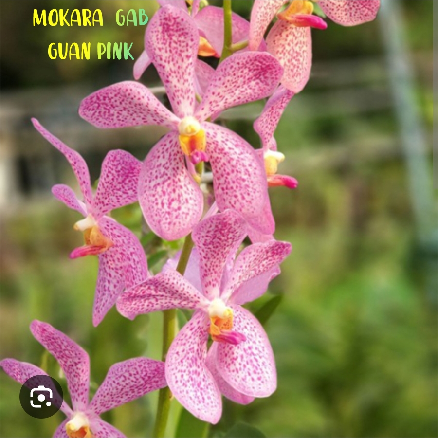 Mokara Blooming Stage image 1