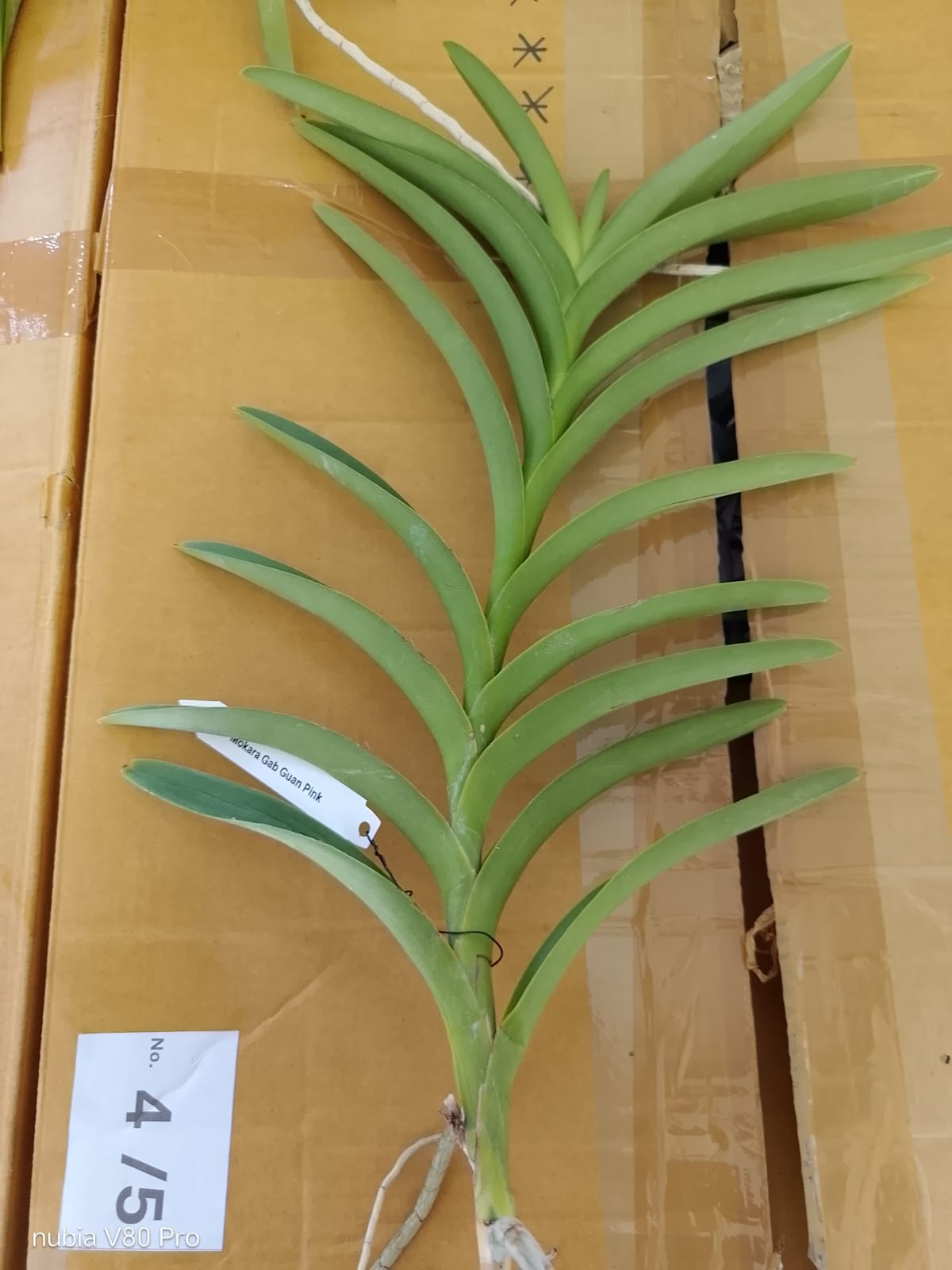 Mokara Blooming Stage image 2