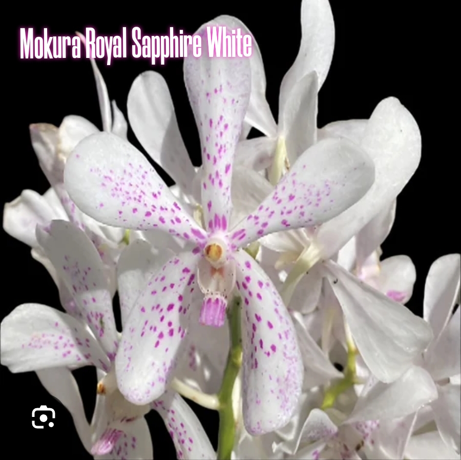 Mokara Blooming Stage image 1